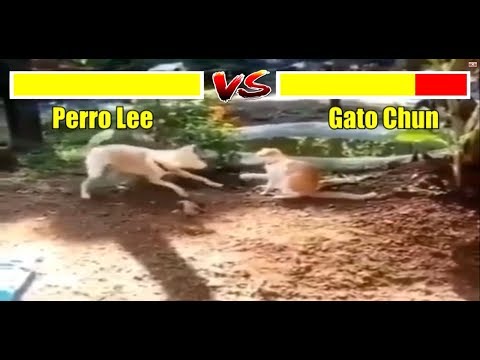 Perro vs Gato Viral (Dog vs Cat) Version Street Fighter 2019