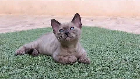 Watch the video about Mink solid bengal kitten - süsser und hübscher gehts nicht!