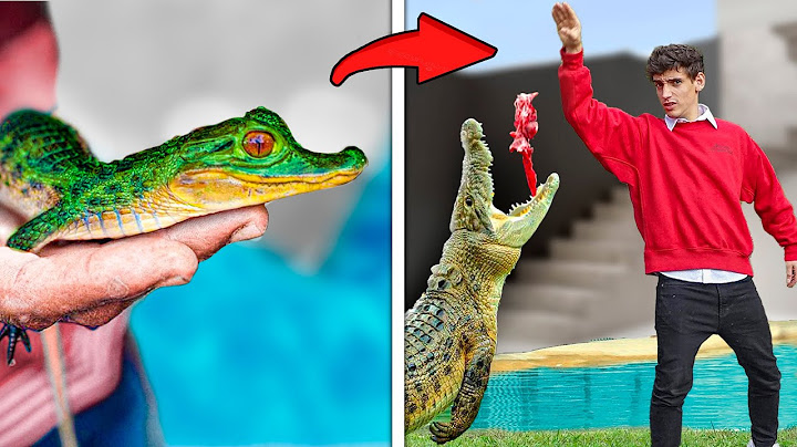 🩸Alimentando 7 Animales Salvajes en Isla Secreta🩸