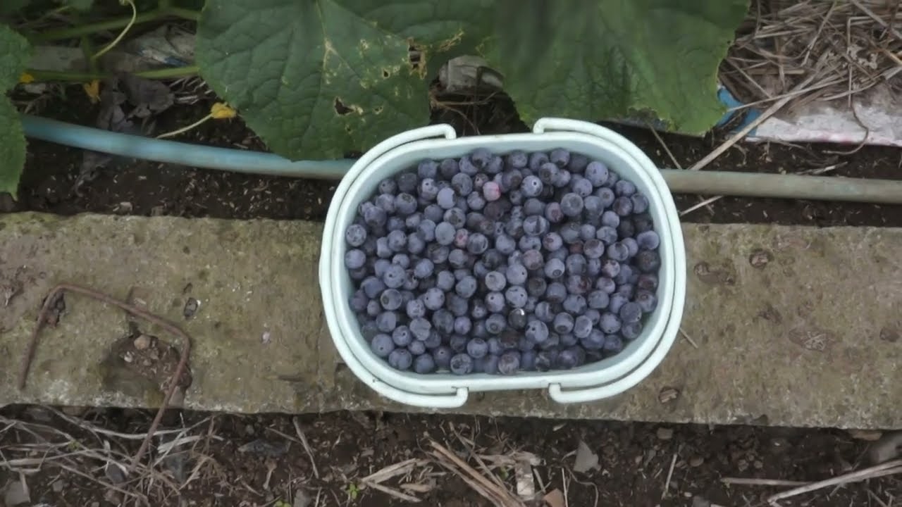 1.5kg of Blueberries, 124th Cucumber Harvest – July 13th - YouTube
