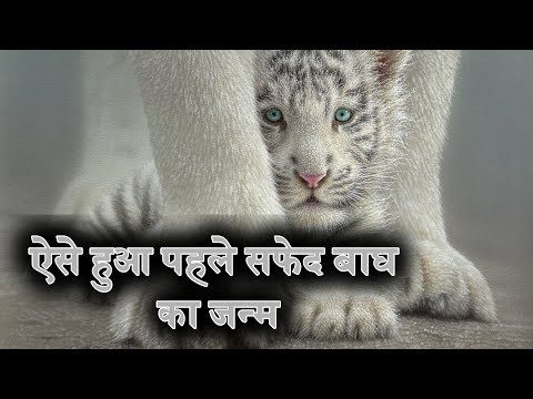 वीडियो: सफेद बाघ कहाँ रहते हैं?