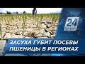 Засуха погубила 40% посевов пшеницы в Костанайской области