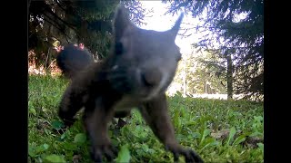 Leaves, Acorns, Autumn and a Squirrels | Trail camera | Wild life | Squirrels | by Nature At My Doorstep 145 views 5 months ago 3 minutes, 11 seconds