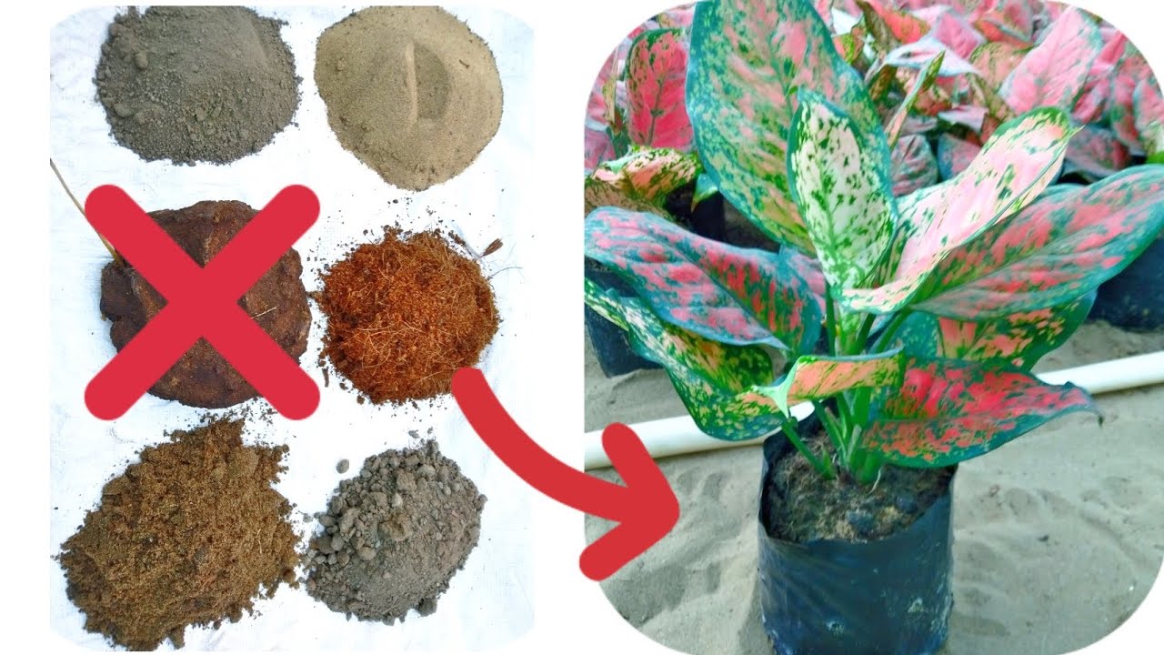 best fertilizer for aglaonema plant baby aglaonema plant changing to