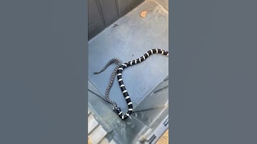 California Kingsnake vs rattlesnake