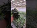 Locked in day 12 #cannabiscommunity #flower #happyfarming #growroom