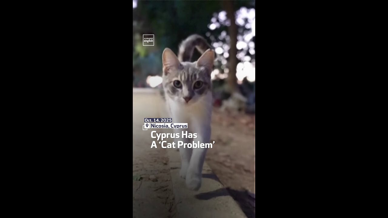 Cyprus Has A ‘Cat Problem’ - YouTube