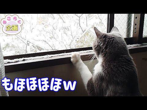 ねころく様確認用