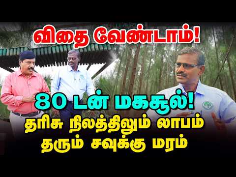 ₹4 Lakh Profit Per Acre in 3 Years! | How to Make Money Growing Casuarina Trees?