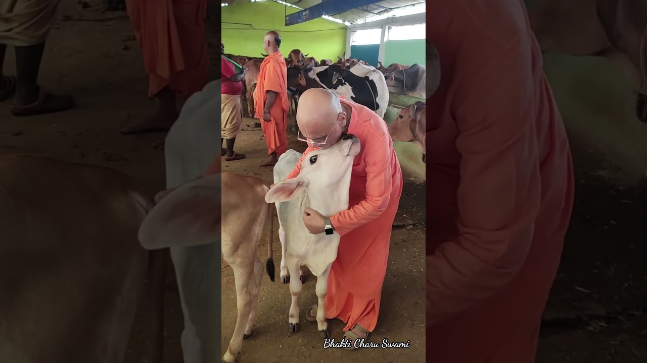 #bhakticharuswami #cow #krishnaconsciousness