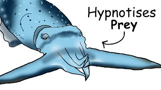 Why It S To Be Born As A Cuttlefish