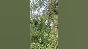 T201: Bán lô đất view biển giá rẻ phù hợp xây biệt thự nghỉ dưỡng tại xã Nam Thịnh - Tiền Hải TB