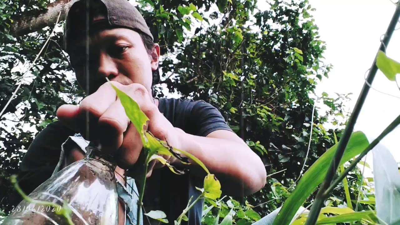 Pasang pancing pakai umpan kodok hasil ny