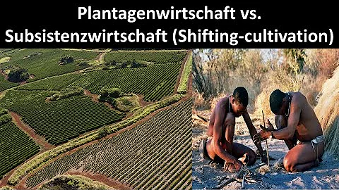 Welche Nachteile hat die Plantagenwirtschaft?