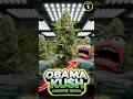 GROWING 1LB Of OBAMA KUSH In ORGANICS PART 1 