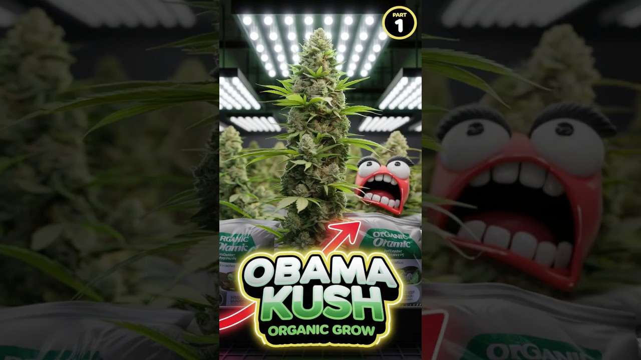 GROWING 1LB of OBAMA KUSH in ORGANICS?! 🌱🔥  (PART 1)