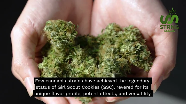 Girl Scout Cookies: Genetics, Flavor and Growing Tips - STRNG Seeds