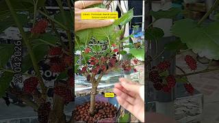 Hidroponik Everyday 21 April 2026 #hydroponics #mulberry #murbei #gardening