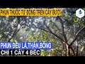 Phun đều lá, thân và bông trên cây bưởi chỉ một cây 4 béc BS5000 mini R8