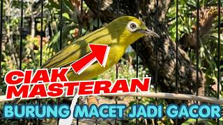 SUARA CIAK BETINA BIKIN BURUNG MACET JADI GACOR ‼️ CIAK CIAK JOSS KECIAL KUNING BIKIN BURUNG GACOR