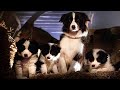 Los lindos cachorros aman al cerdito Babe | Babe, el puerquito valiente | Clip en Español