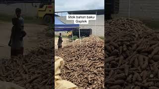Download Lagu Terima singkong untuk stok bahan baku gaplek... MP3