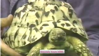 Mmc Season 2 Warren Eckstein With Turtles