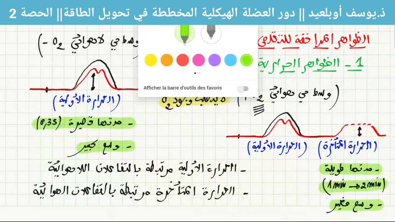 درس دور العضلة الهيكلية المخططة في تحويل الطاقة الحصة 2