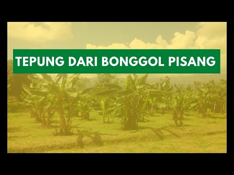 Cara Membuat Tepung Bonggol Pisang