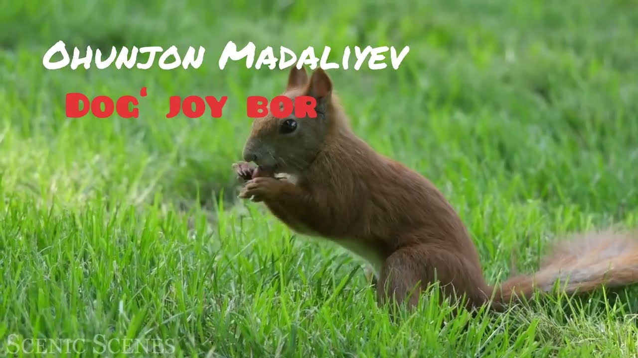 Ohunjon Madaliyev-ketmadi yor,menikisiz, yuragimda