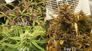How I Grow! -S1E12- Foxtails, Flushing, and Sampling