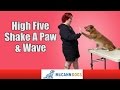 Dog Tricks: How To High Five, Shake A Paw, And How To Wave Dog Tricks: How To High Five, Shake A Paw, And How To Wave