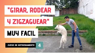 📌 ENSEÑA los trucos de GIRAR, RODEAR Y ZIGZAGUEAR las piernas a tu perro (MUY FACIL) 😏