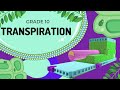 Transpiration in Plants Quiz