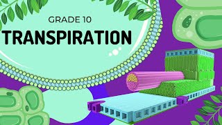Transpiration | Transport in Plants