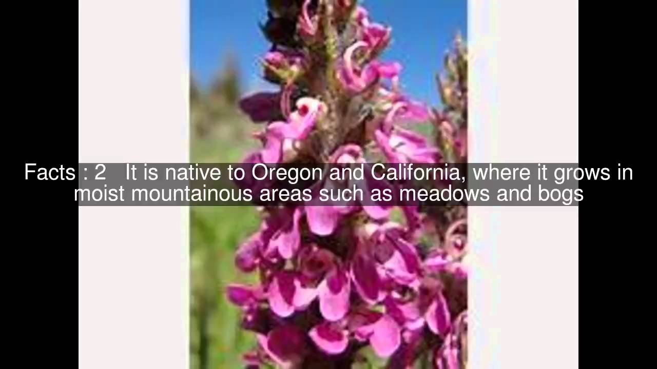 Pedicularis attollens Top  #5 Facts