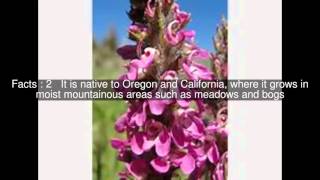 Pedicularis Attollens Top Facts