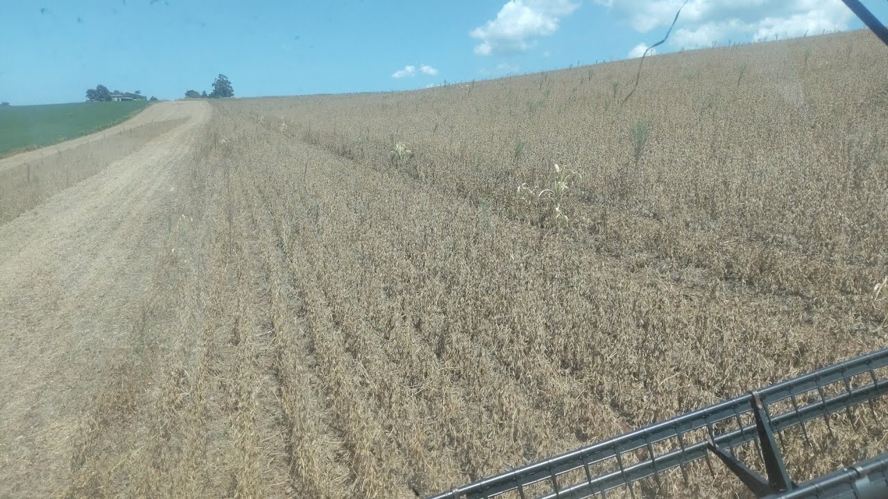 Paramos a colheita a chuva chegou 