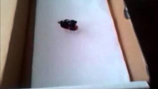 BrushBot