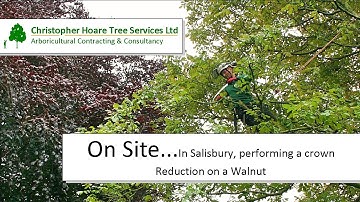 On Site – Crown Reduction – Walnut – Salisbury