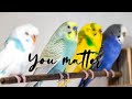 My Budgie Wants to Teach You Life