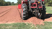 How to Plant Onions