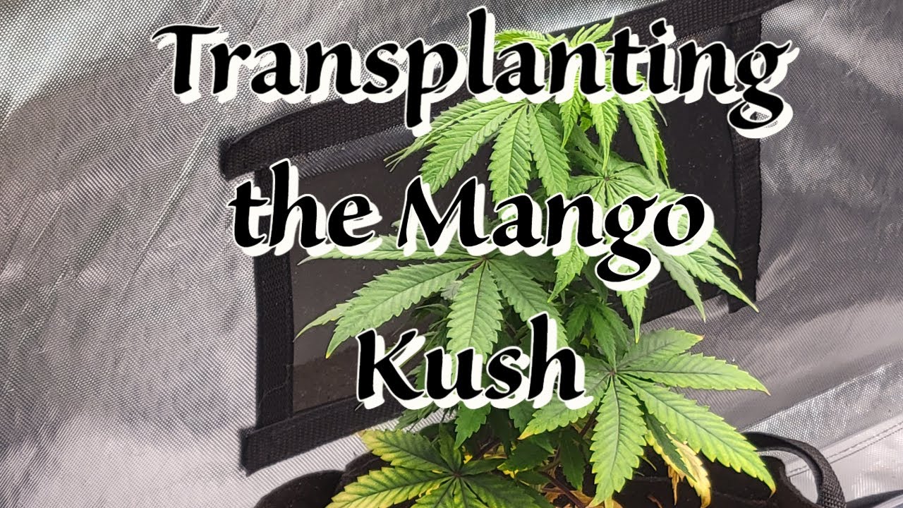 Transplanting the Mango Kush 