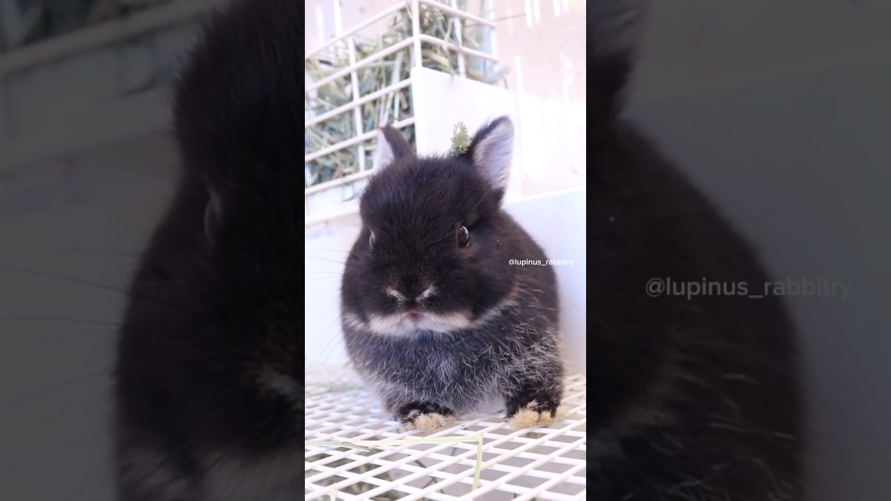 ブラックオター ネザーランドドワーフ ｜ ブリーダー直営 うさぎ専門店