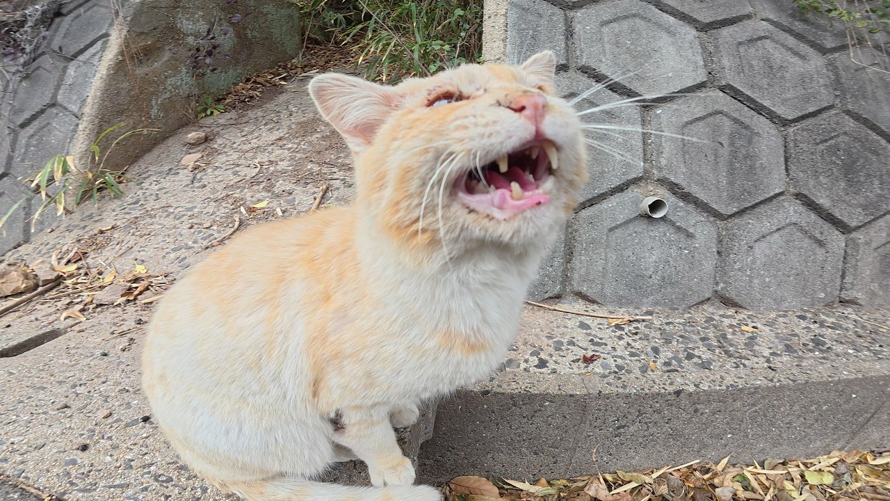 Когда я уходила, пропавший кремовый кот радостно окликнул меня.