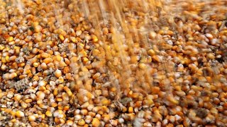 Farmers keep close watch on tariff threats between U.S. and China