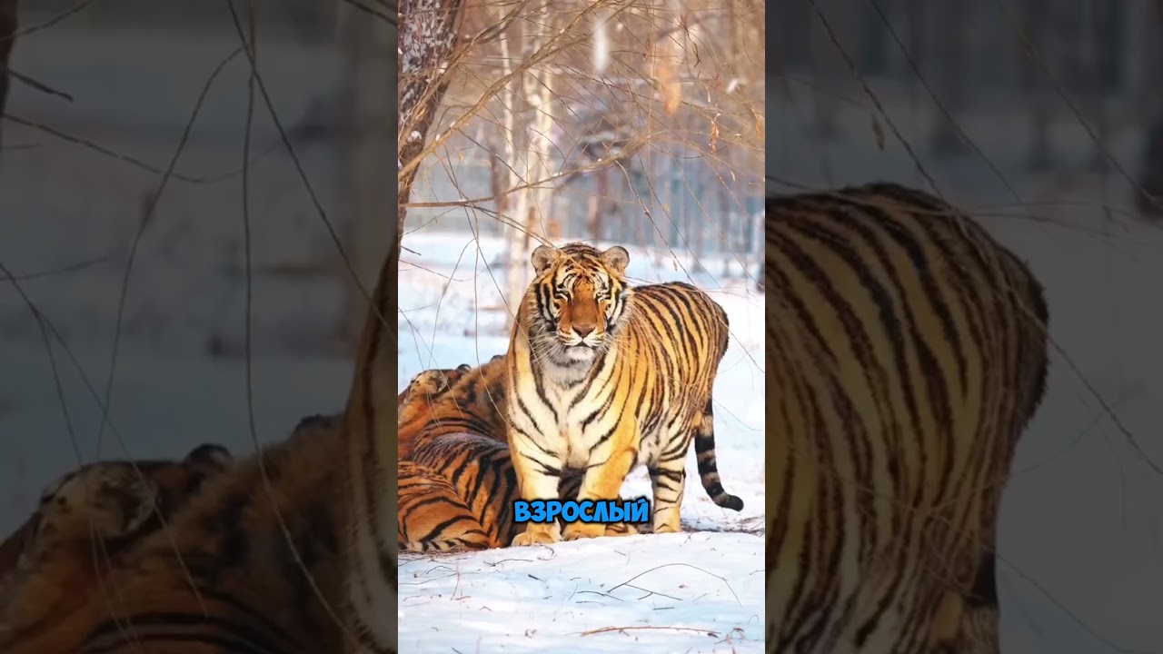 Амурский тигр: Король севера