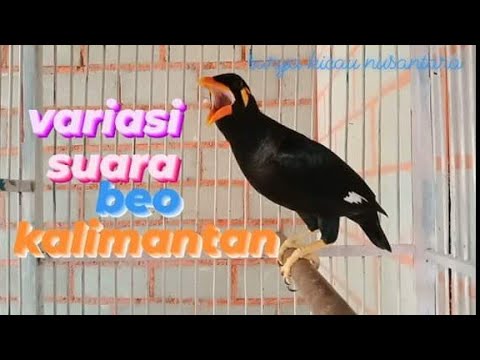 beo kalimantan bongkar isian cocok buat masteran@suryabeo