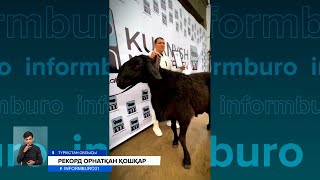 Салмағы 230 келі болатын қошқар Қазақстанның рекордтар кітабына енді