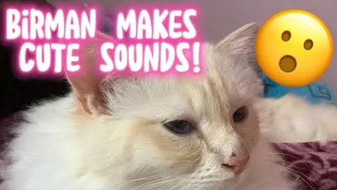 Watch the video about Our Birman Makes Adorable Sounds! ❤️#cute #cats #pets #adorable #birman